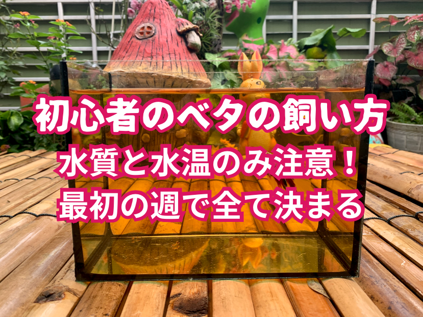 【初心者のベタの飼い方】水質と水温のみ注意!最初の週で全て決まる