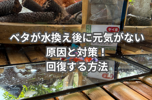 【ベタが水換え後に元気がない】原因と対策!サカタのベタで回復する理由