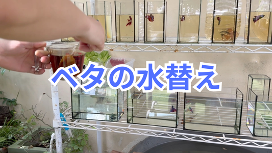 【ベタの水替え完全ガイド】水道水でも大丈夫?頻度・カルキ抜き・ストレス対策まで徹底解説