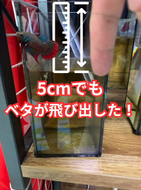 ワイルドベタが飛び出した!水槽の水位は何センチで対策するべきか
