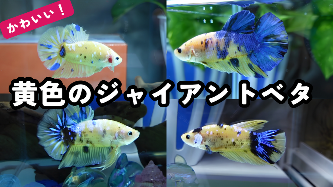 黄色のベタが欲しい方へ｜かわいい色合いのジャイアントプラカットベタを紹介