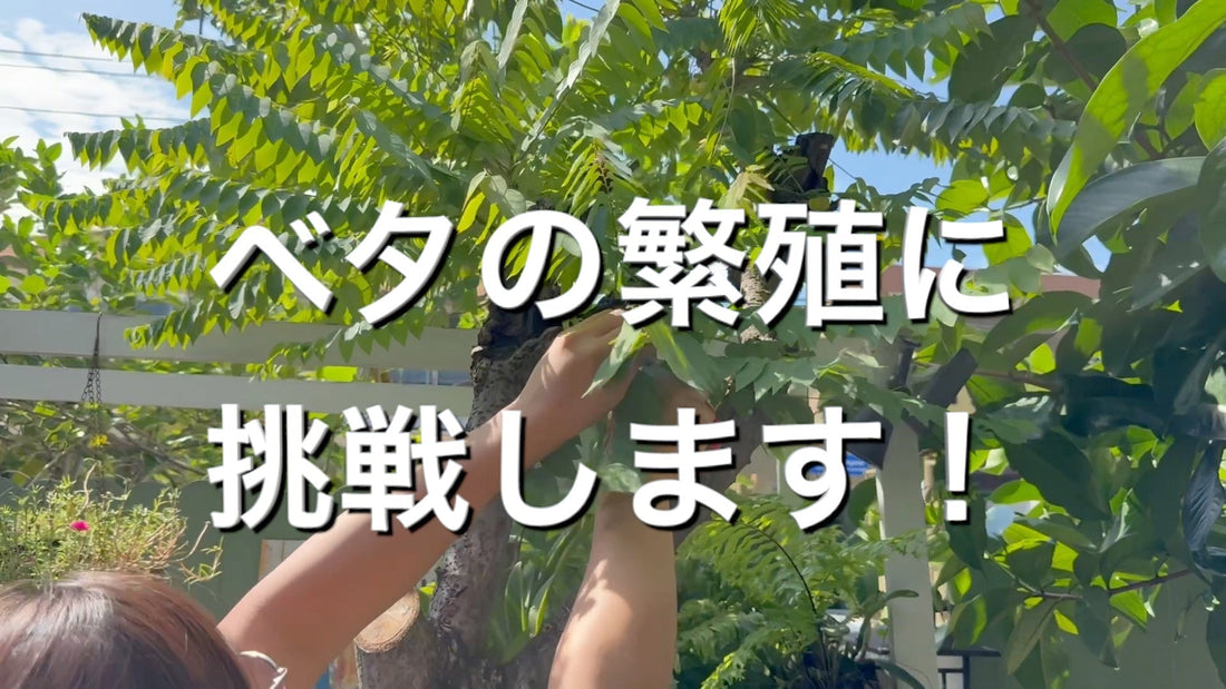 【ベタの繁殖に挑戦】夏はタイの方法がおすすめ！水槽,雄雌選び,期間,泡巣,孵化までの流れ