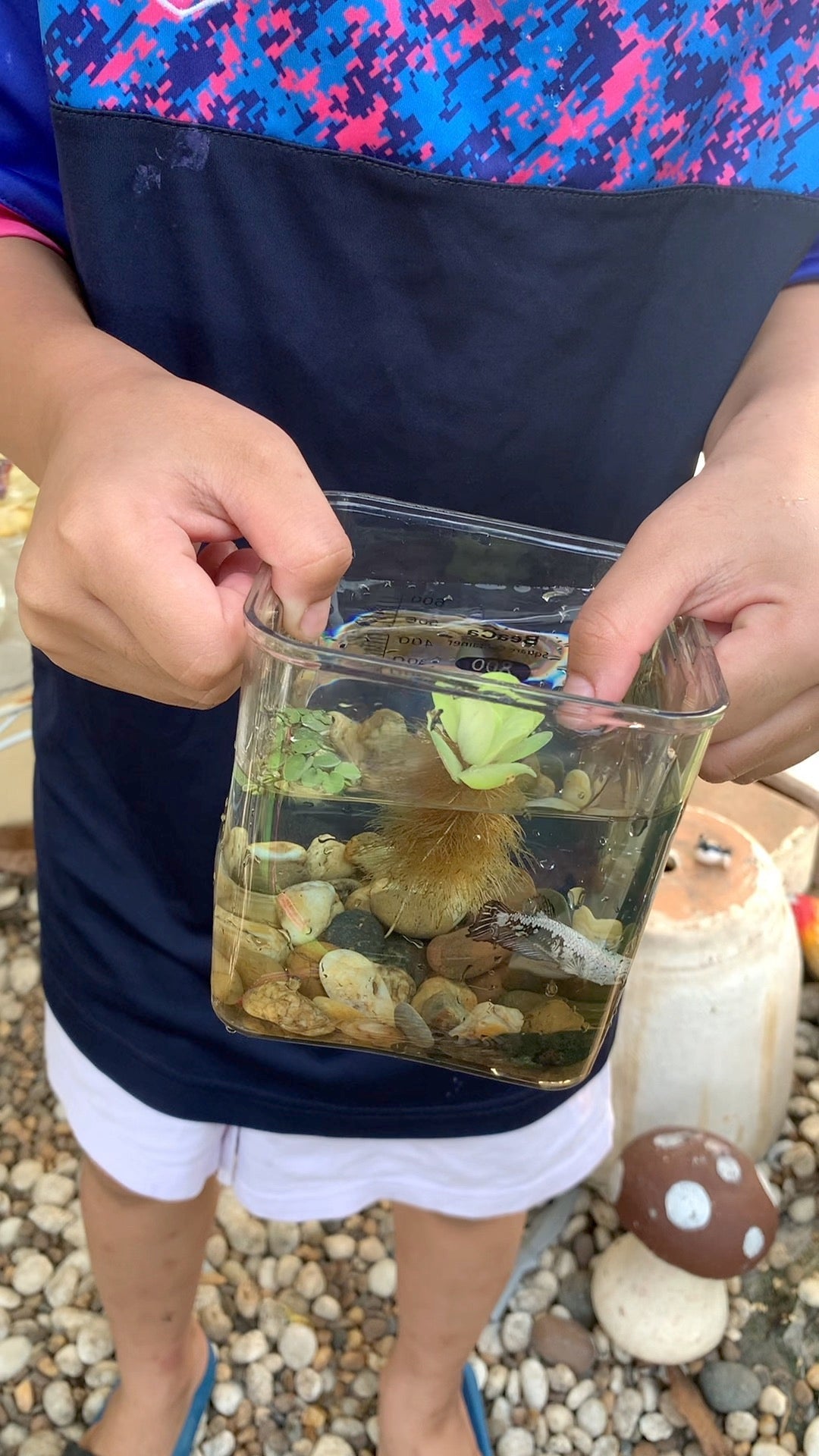 【夏の親子ペット完全ガイド】子供におすすめは魚（ベタ）｜小学生の息子が実際に飼っています
