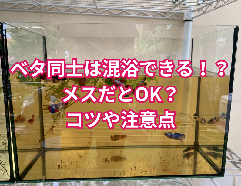 ベタ同士の混浴はできる？メスなら同じ水槽で飼える？実際のところのコツや注意点を解説