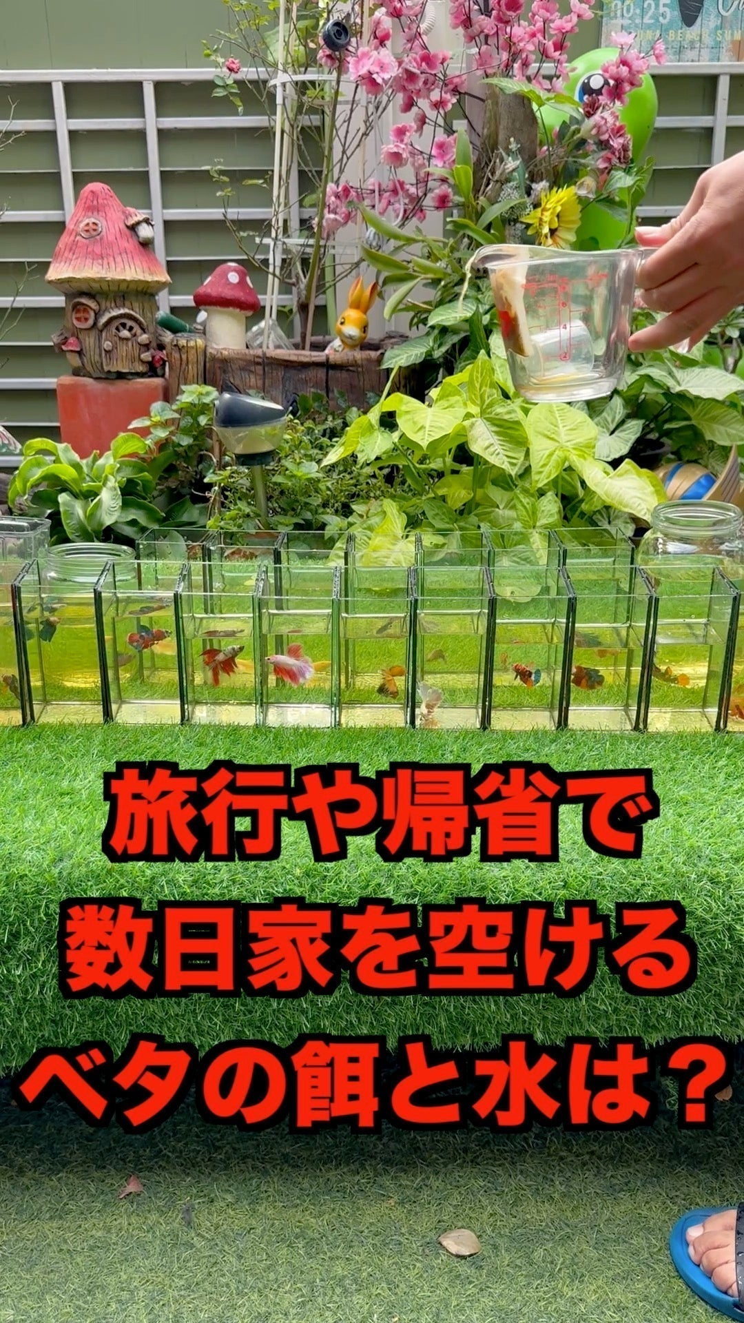 旅行・帰省で数日家を空ける時、ベタの餌と水は大丈夫？事前にやるべき準備