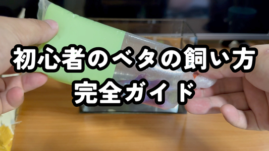 【ベタの飼い方初心者向け完全保存版】必要なもの・買った後の流れ・水換え・餌・水温・失敗しない管理方法まで徹底解説