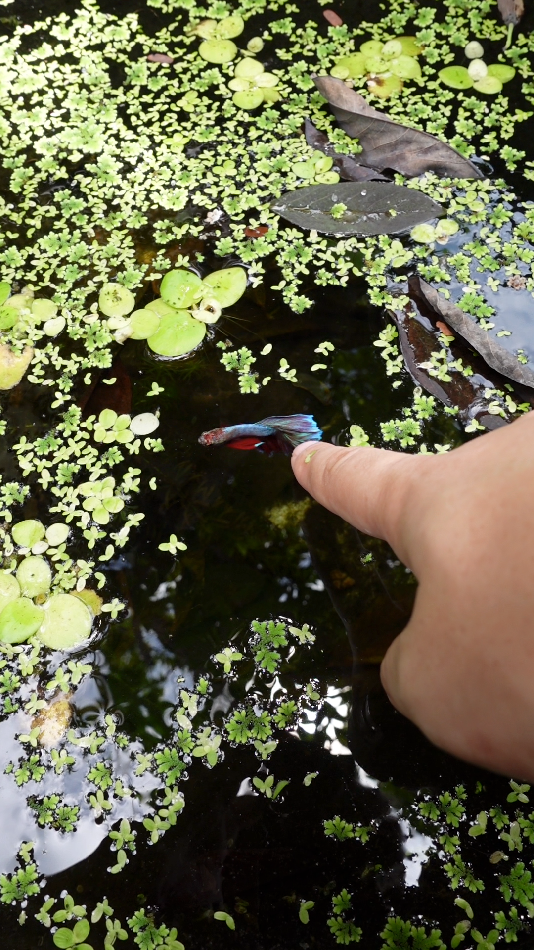 熱帯魚の飼育が面倒になってきた人へ｜無理なく続ける水槽管理とブラックウォーター