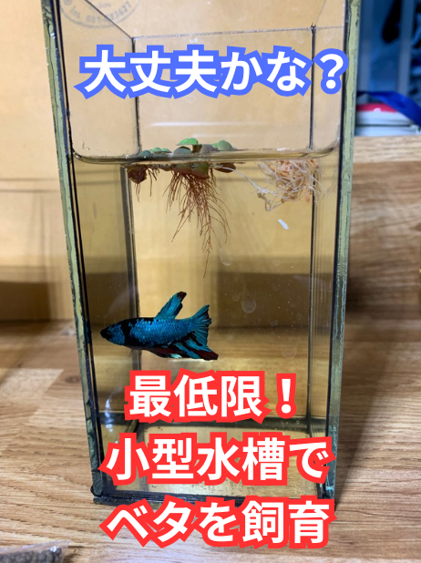 【初心者が初めて始めるベタ飼育】小型水槽で必要最低限で飼ってみる