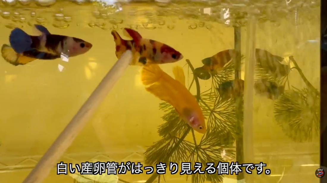 繁殖できるベタのオス・メスの見分け方｜成熟・抱卵・産卵管を確認