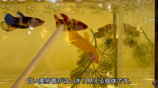 繁殖できるベタのオス・メスの見分け方｜成熟・抱卵・産卵管を確認