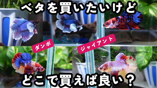 ベタを買うならどこ？初心者にもおすすめのベタ通販｜安くて綺麗なベタならサカタのベタ