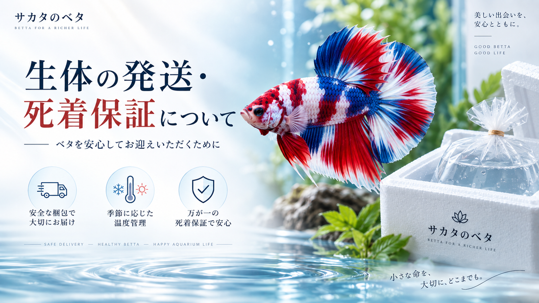 ベタ生体の発送・死着保証について｜サカタのベタ