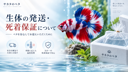 ベタ生体の発送・死着保証について｜サカタのベタ