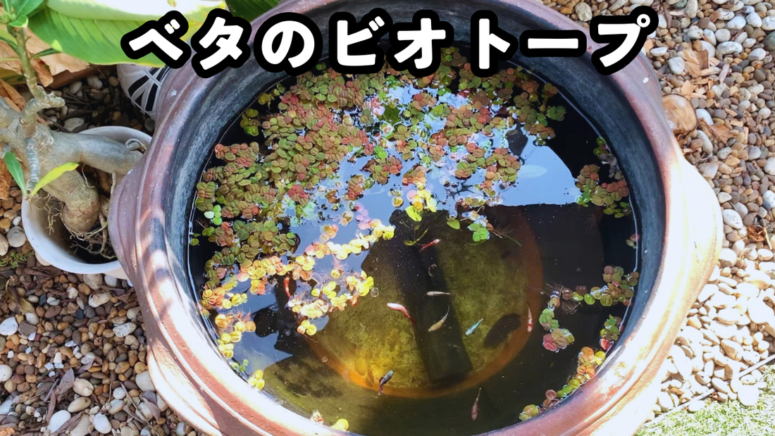 夏はベタをビオトープで飼ってみよう｜水槽より安定する理由と実体験で分かったすべて