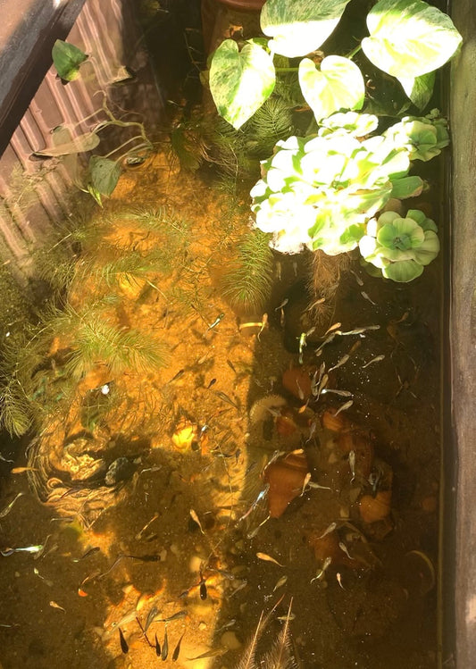 プロがおすすめ！メダカの針子(稚魚)にブラックウォーターを試す価値がある理由とやり方