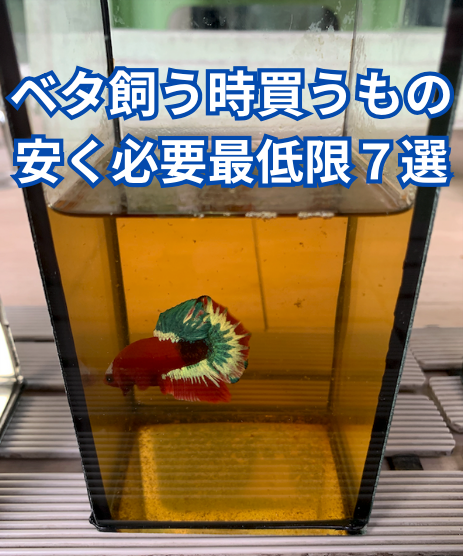 ベタを飼う時に一緒に買うもの！安く必要最低限７選｜家にあるもので始める