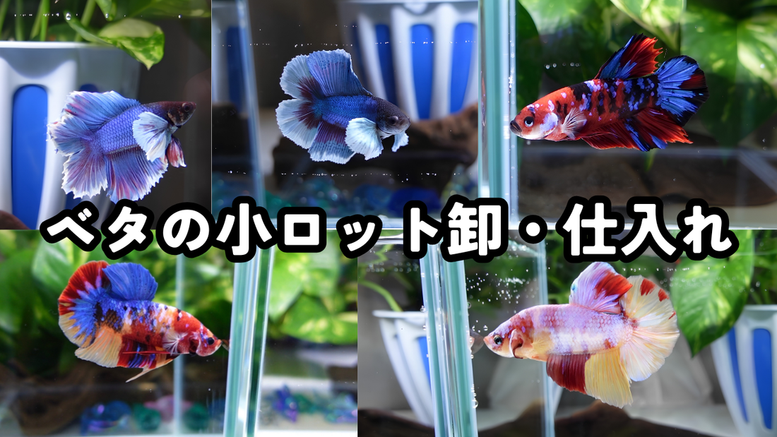 ベタの小ロット卸・仕入れ｜6匹から熱帯魚店・ショップ向けに業販します