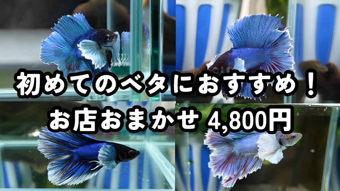 初めてベタを飼う初心者におすすめ｜種類選びに迷ったらおまかせのダンボハーフムーン