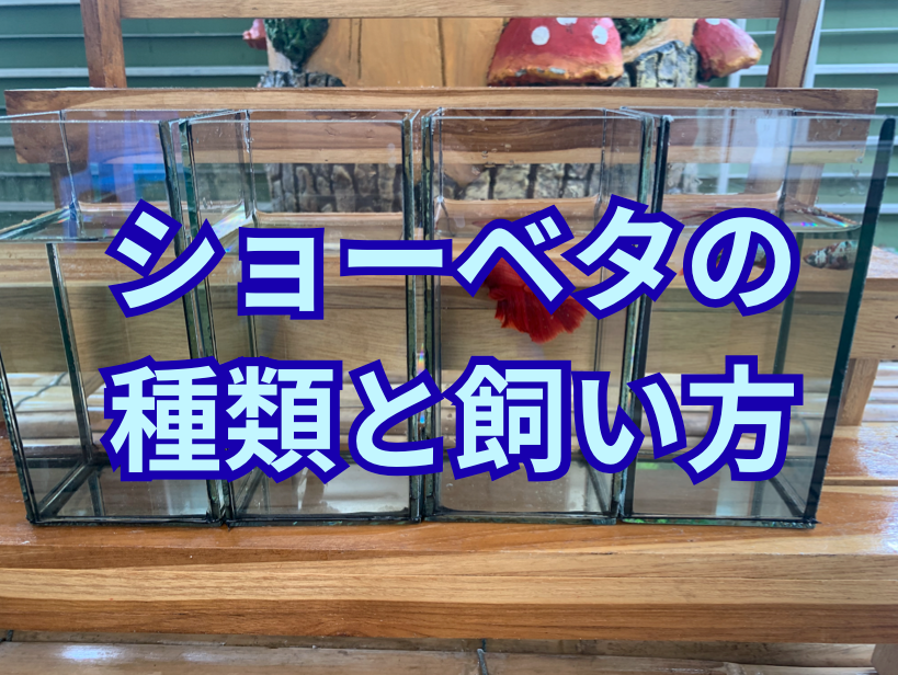 ショーベタの種類と飼い方｜美しさを引き出すブラックウォーター飼育