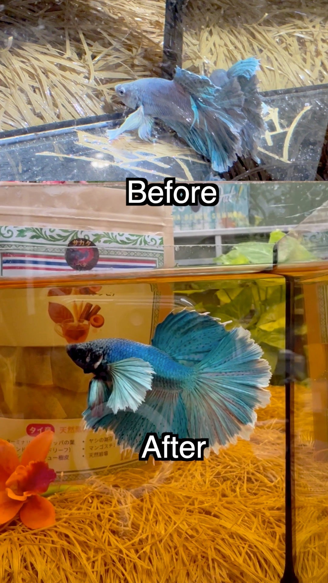 通販で買ったベタが水槽の底にいる、動かない、色が抜けてる｜そんな時はブラックウォーターで環境づくりを