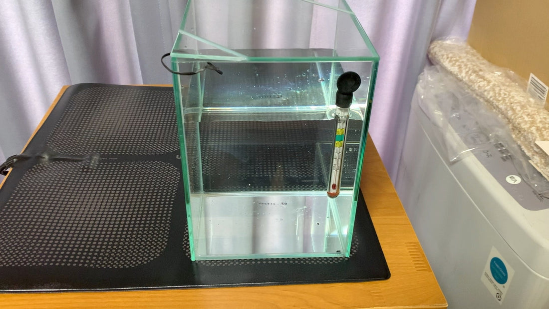 冬の小型ベタ水槽はヒートマットのヒーターで水温を適温まで上げれる？Brimヒートマットで実測検証