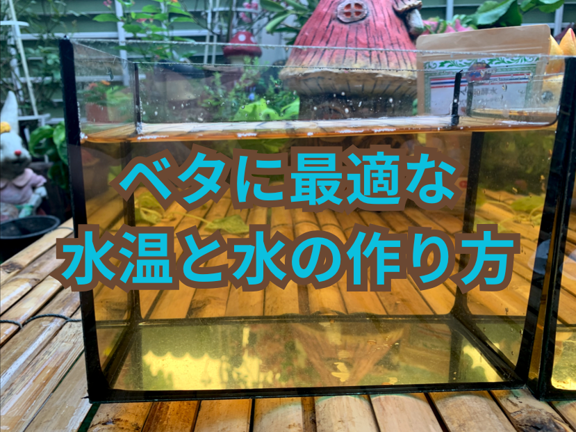 【初心者向け】ベタに最適な水温と水の作り方｜ブラックウォーターが人気の理由