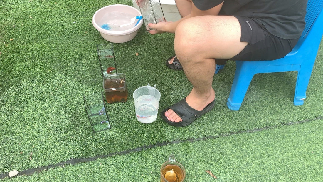 ベタの水換えが面倒になってきた人へ｜小型水槽からフィルター付き水槽へ変えるという選択