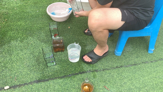 ベタの水換えが面倒になってきた人へ｜小型水槽からフィルター付き水槽へ変えるという選択