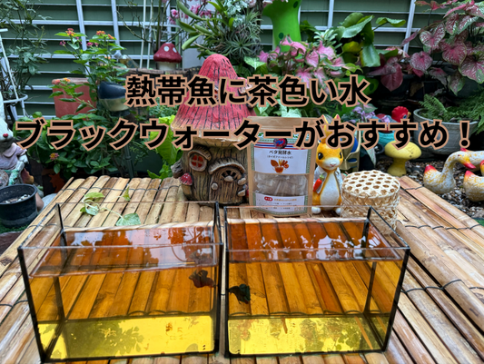 熱帯魚に茶色い水ブラックウォーターがおすすめ！自然で優しい水を簡単に作る方法