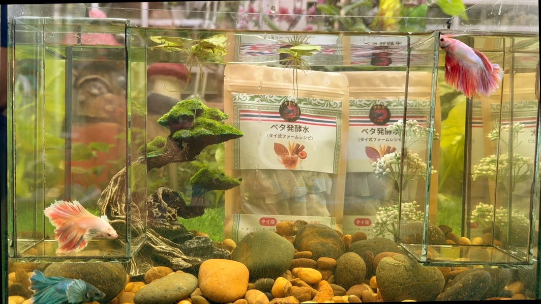 ベタ水槽にブラックウォーターはいる理由とは？落ち着く環境作りの効果を解説