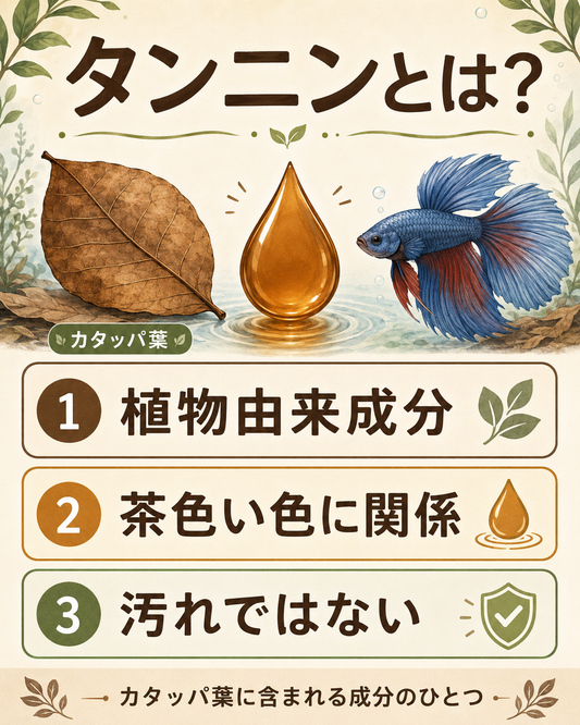カタッパ葉に含まれるタンニンとは？ベタ飼育で期待される働きを論文から考える