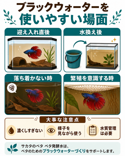 ベタにマジックリーフは本当に必要？論文から見るカタッパの葉とブラックウォーターの役割