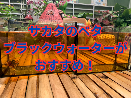 テトラのブラックウォーターも良いけど、サカタのベタのブラックウォーターもおすすめ！口コミ効果