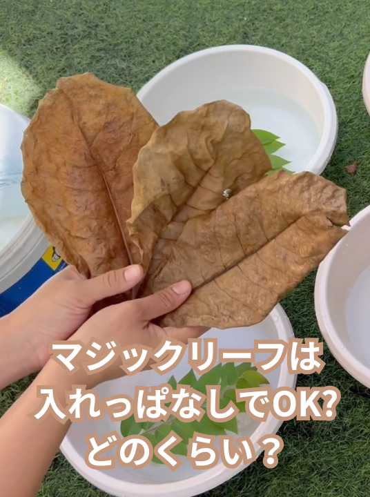 【マジックリーフはいらない？】入れっぱなし・量・使い方を徹底解説！ベタに最適な天然水質調整法