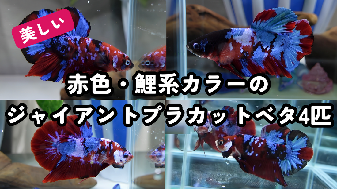 赤いベタ・鯉系カラーを探している方へ｜濃く鮮やかなジャイアントプラカットベタ