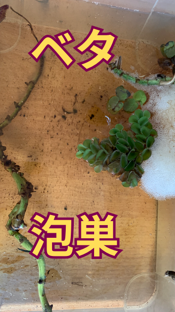 ベタの水槽に泡巣ができた！泡のかたまりは何？良いの？ないとダメ？初心者にもわかりやすく解説