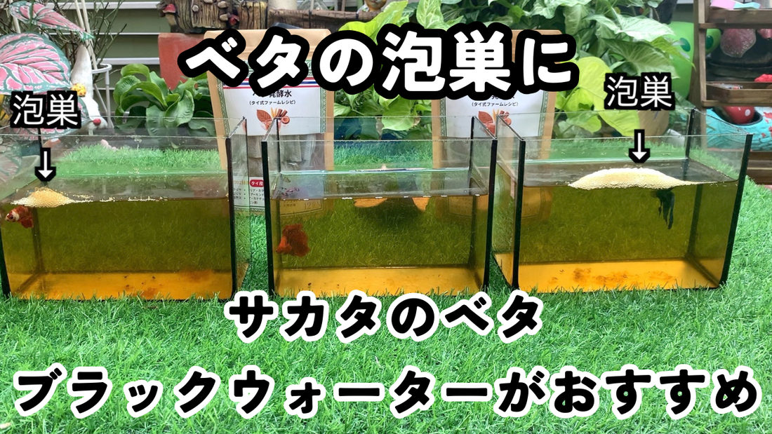 ベタが泡巣を作らない、少ない！そんな時はサカタのベタでブラックウォーターがおすすめ