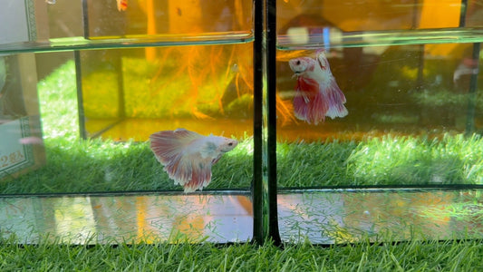 魚を飼うならベタがおすすめ！初心者でも簡単で飼いやすい理由