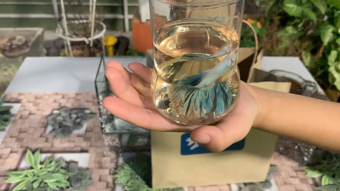 【ベタの飼い方を実践】お店でベタを買った後にすること｜導入の流れを解説