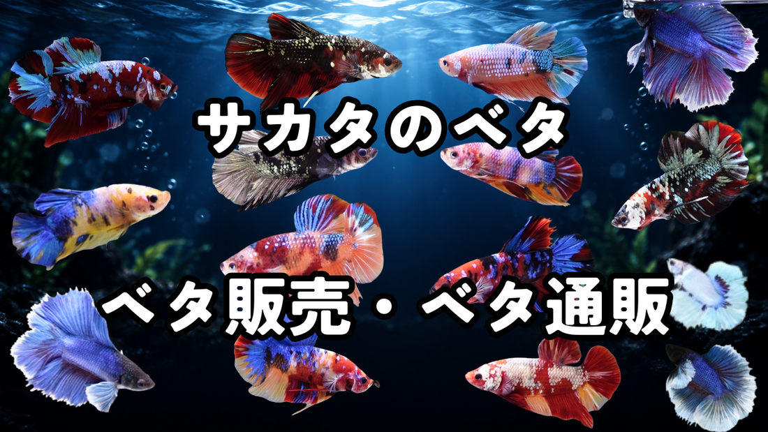 サカタのベタ、ベタ通販を始めました｜人気・流行り・珍しい・綺麗なベタを一匹ずつ販売