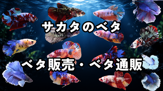 サカタのベタ、ベタ通販を始めました｜人気・流行り・珍しい・綺麗なベタを一匹ずつ販売