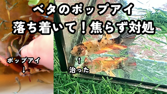 ベタのポップアイ｜焦らなくて大丈夫。原因と僕が実際にやっている対処法