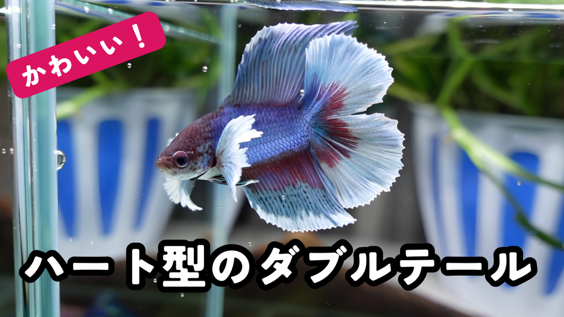 ハートテールのベタがかわいい！珍しいダブルテール・ダンボハーフムーンを紹介