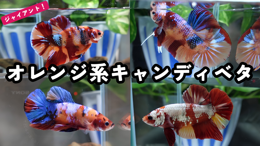 オレンジ色のベタが欲しい方へ｜色鮮やかなキャンディ系ジャイアントプラカットベタ