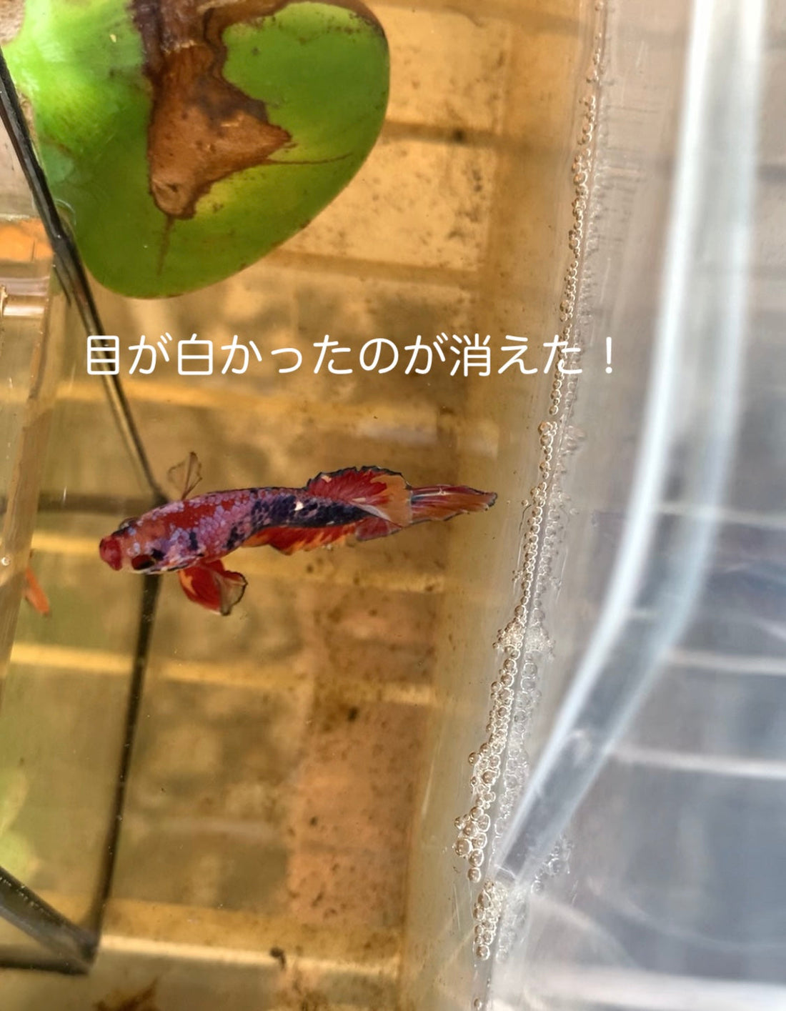ベタの目が白くなった？薬浴後にブラックウォーターで回復した実体験