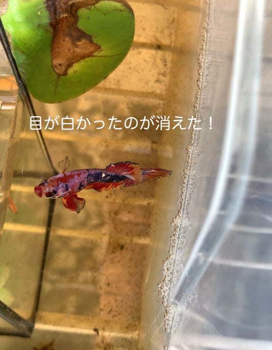 ベタの目が白くなった？薬浴後にブラックウォーターで回復した実体験