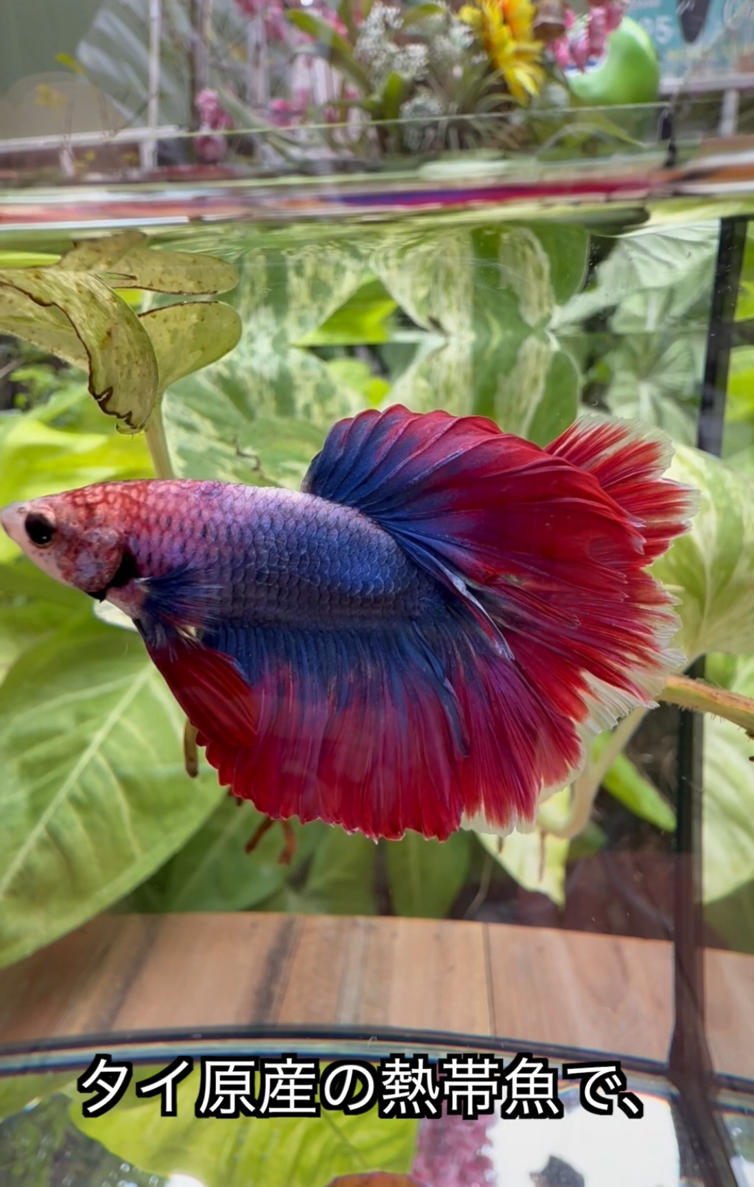 綺麗すぎると人気の魚「ベタ」美しい色とヒレで飼うならおすすめ！癒しと映えが叶う