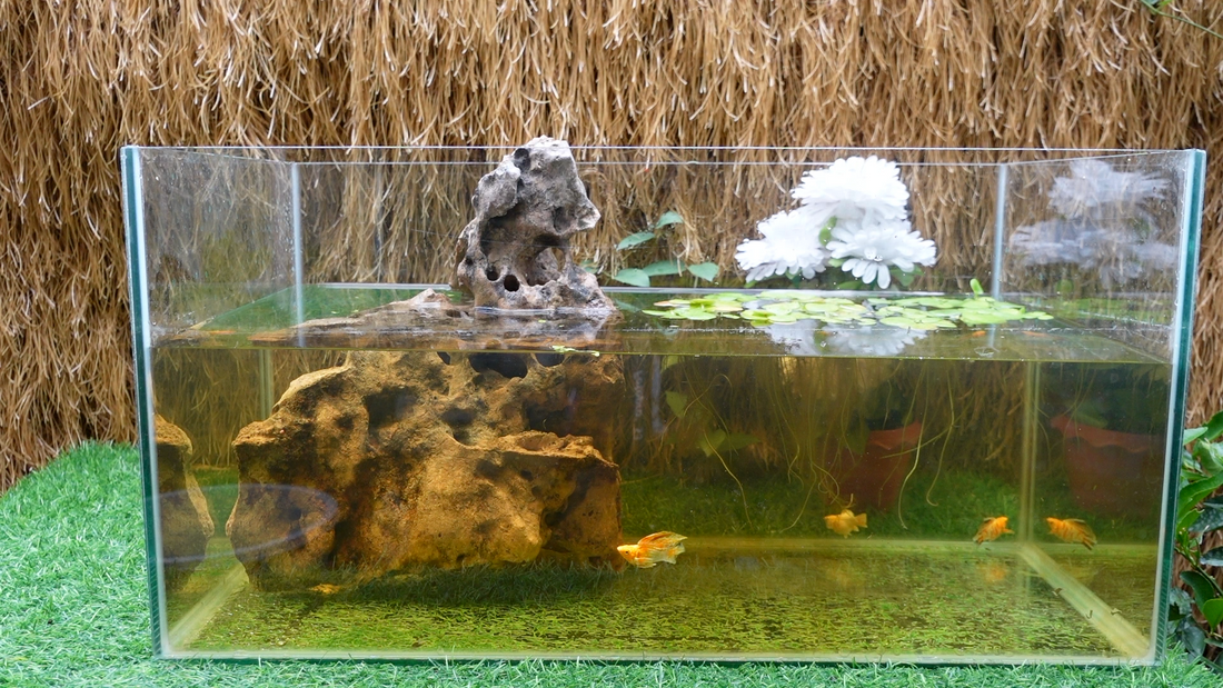 ブラックウォーターはどんな魚におすすめ？ベタ・グッピー・テトラなどの研究から解説