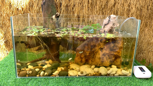 メダカの稚魚にはグリーンウォーターよりブラックウォーター？グラミー研究から考える
