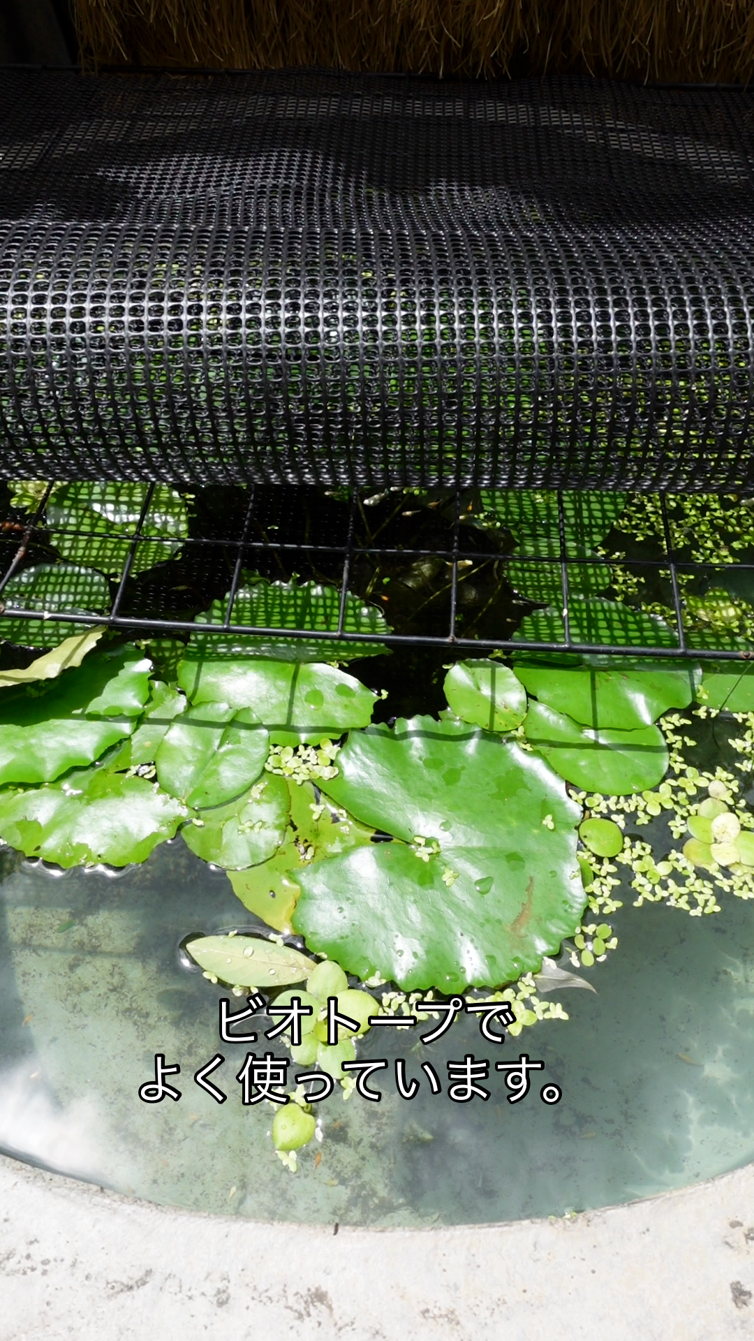 初心者のビオトープにおすすめの夏の植物・浮き草4選｜僕が実際に使っている種類だけ紹介します